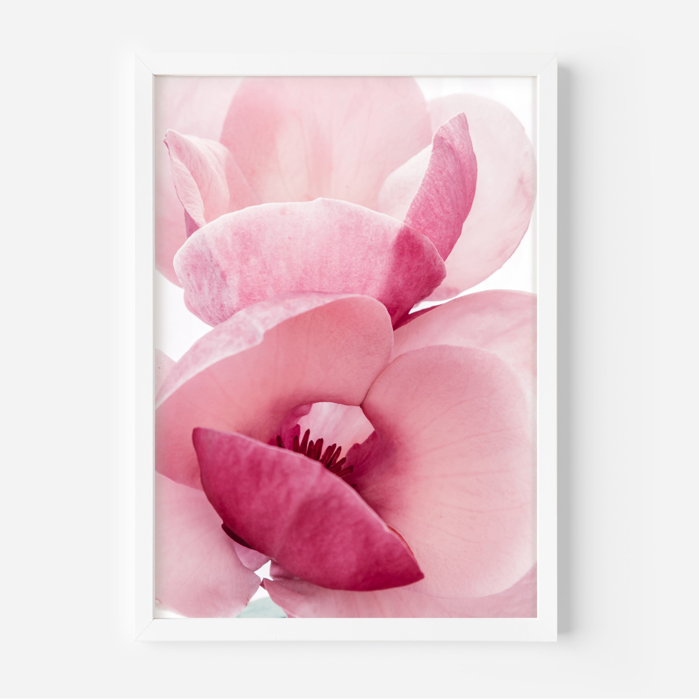 Magnolia Flower Photography Art Print