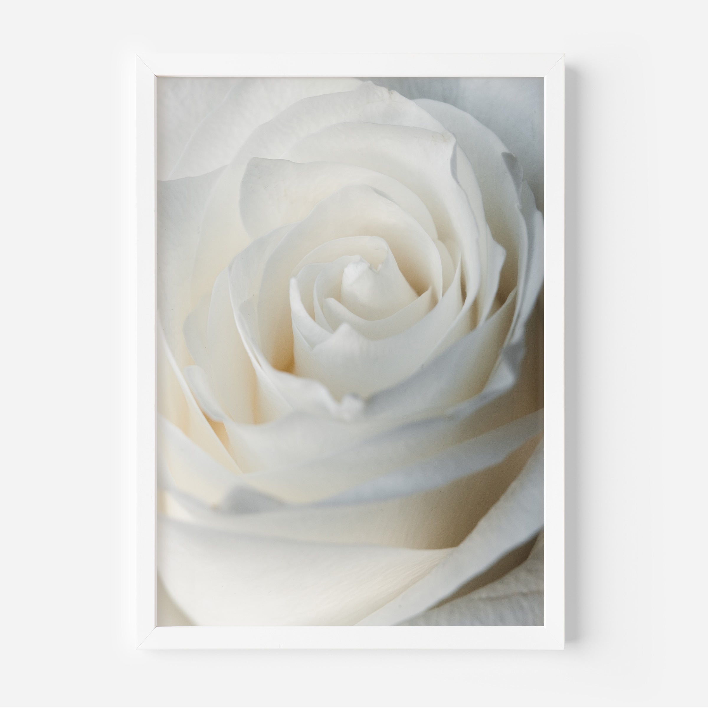 White Rose Floral Wall Art Photography Print