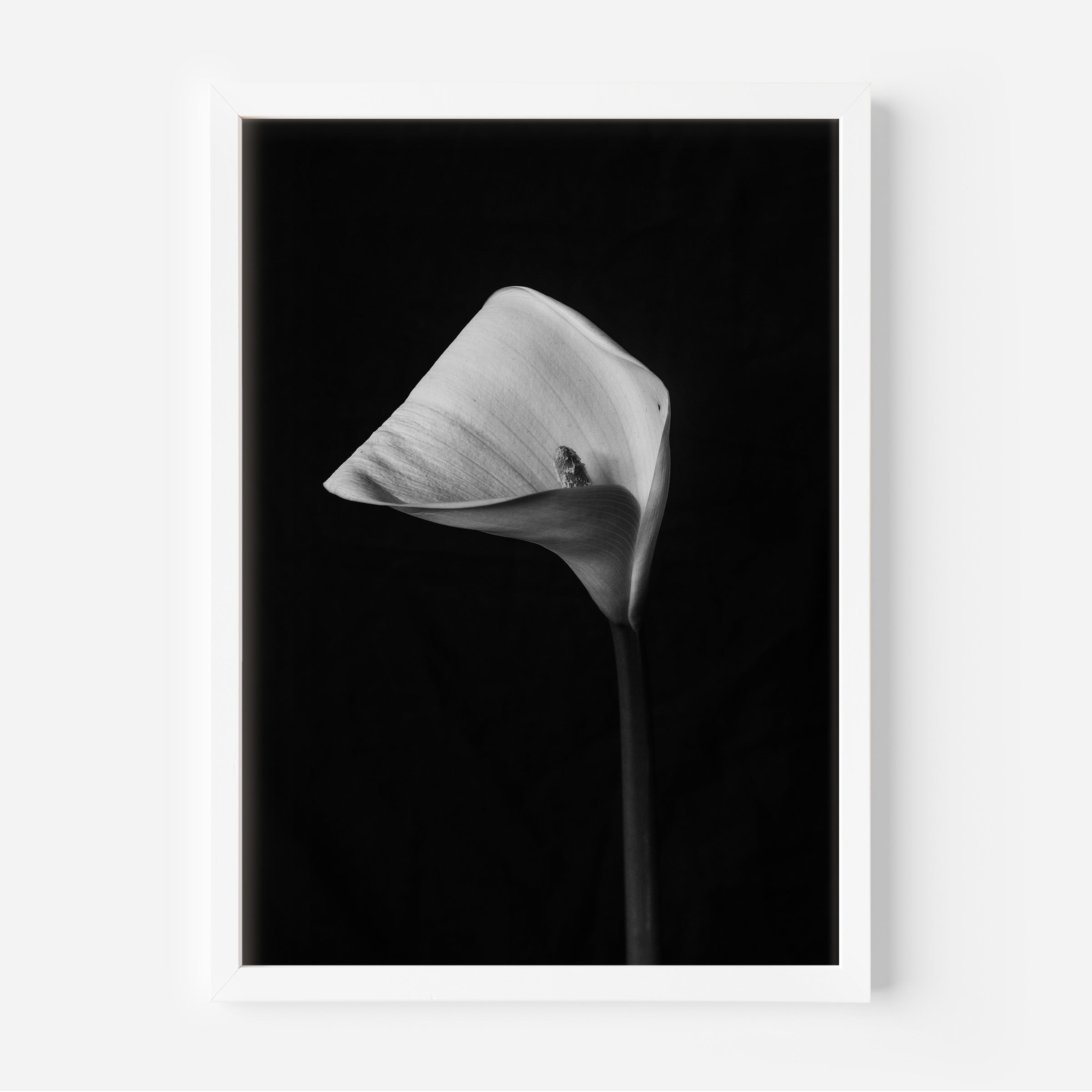 Calla lily black and white photo art print 