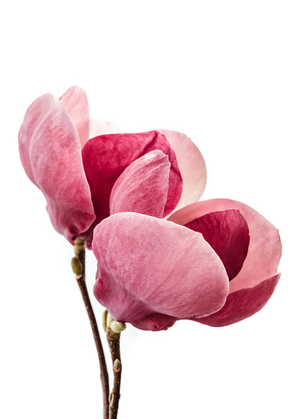 Pink Magnolia in Bloom Photo Art Print