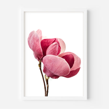 Framed Pink Magnolia in Bloom Art Print