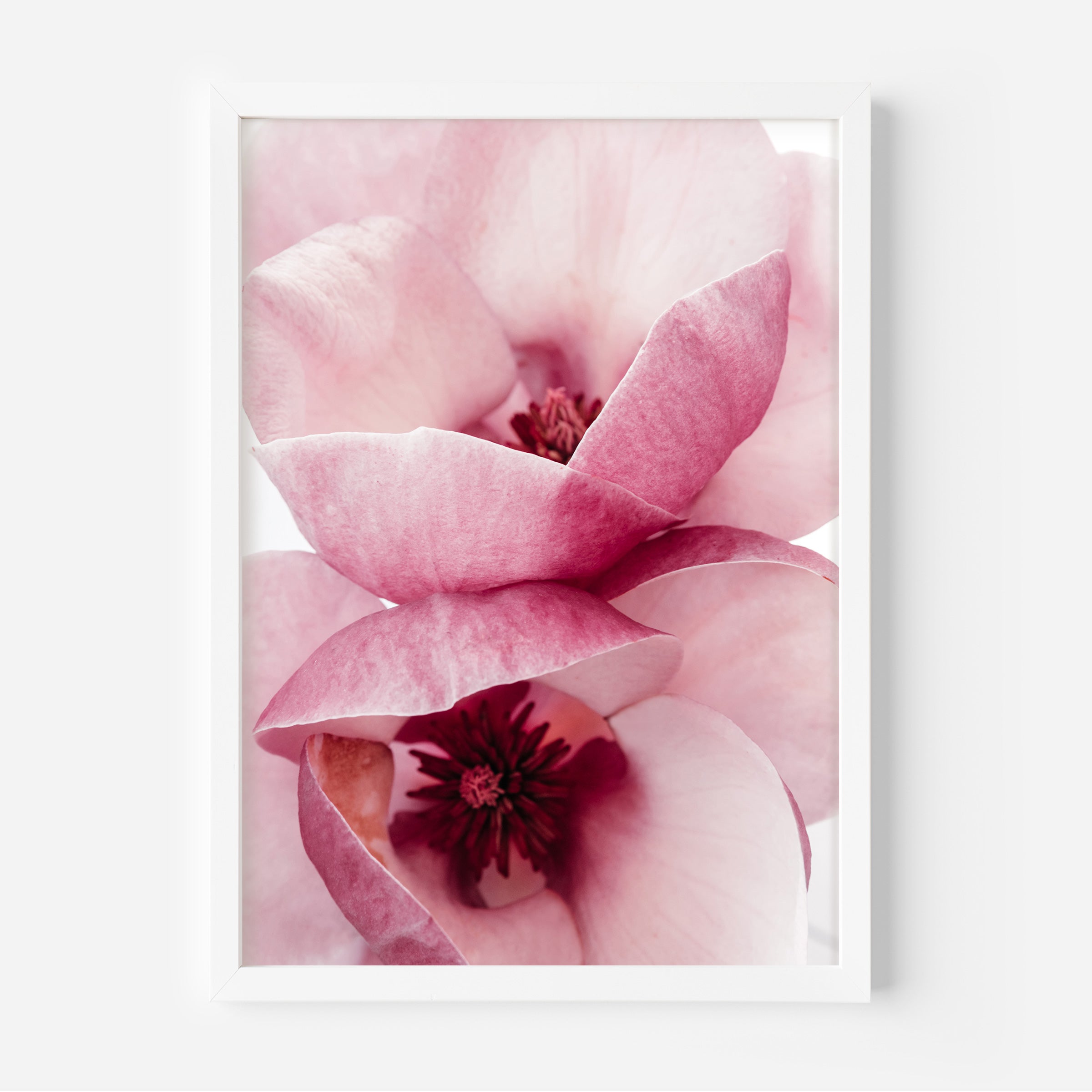 Pink magnolia close up photo art print