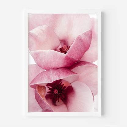 Pink magnolia close up photo art print