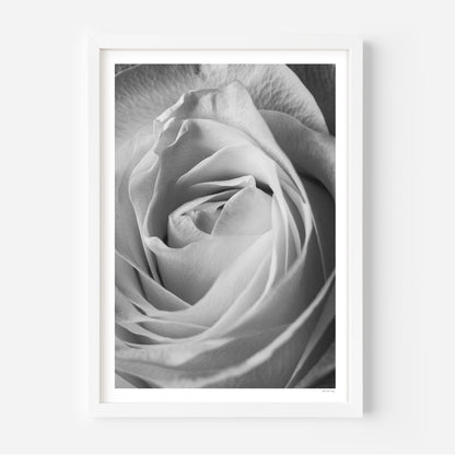 New Beginnings • Rose Black and White Fine Art Print