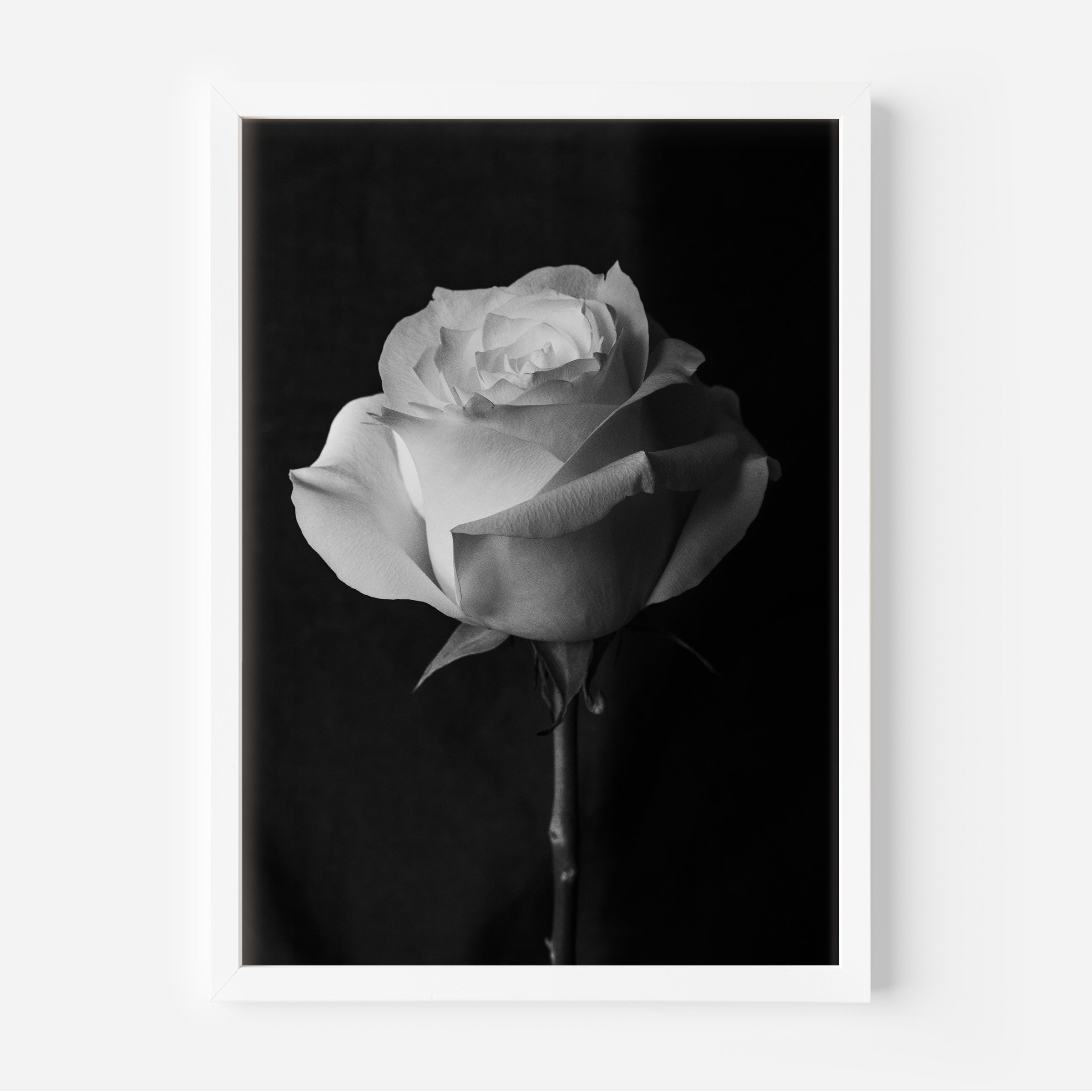 Rose Black and White Fine Art Print