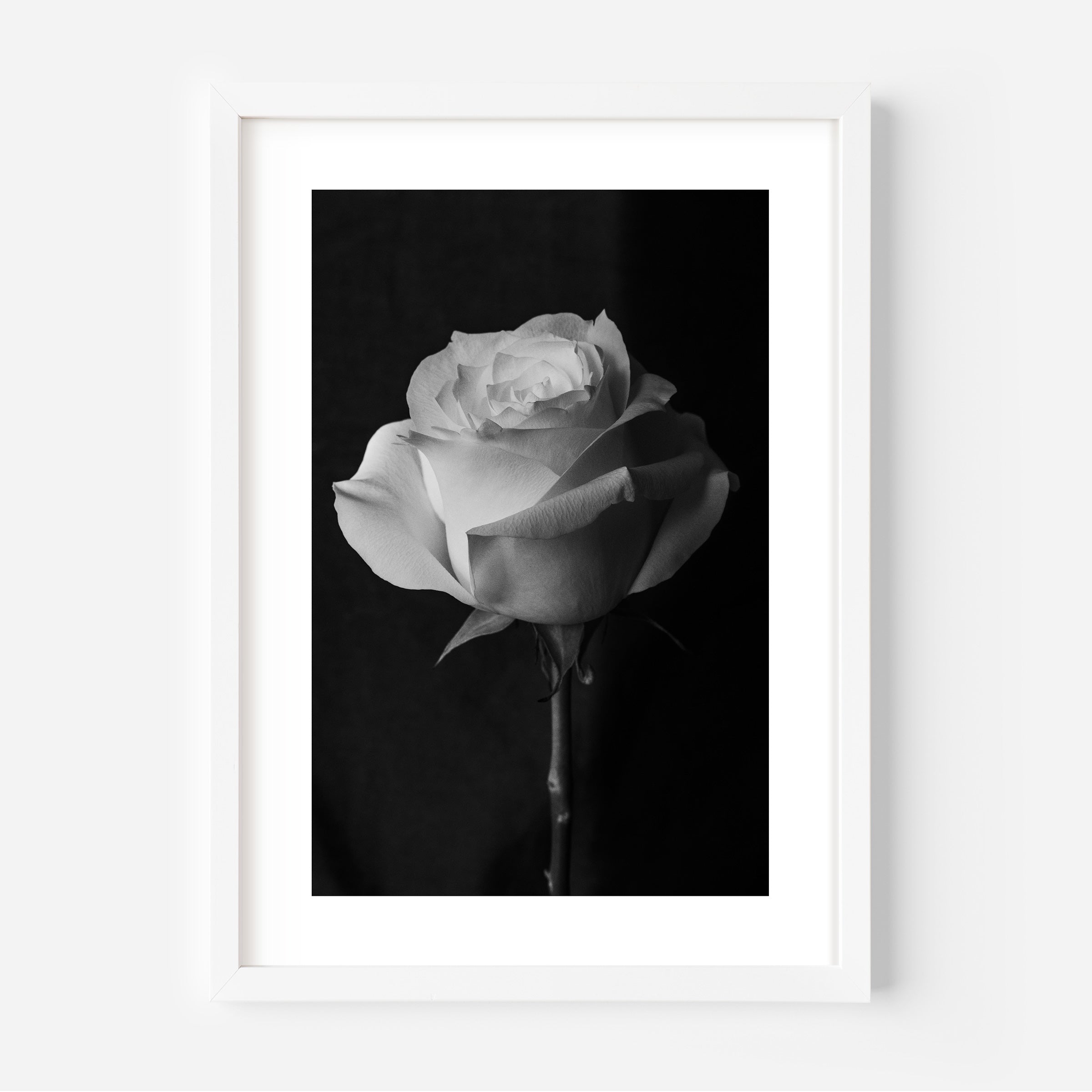 Rose Black and White Fine Art Print