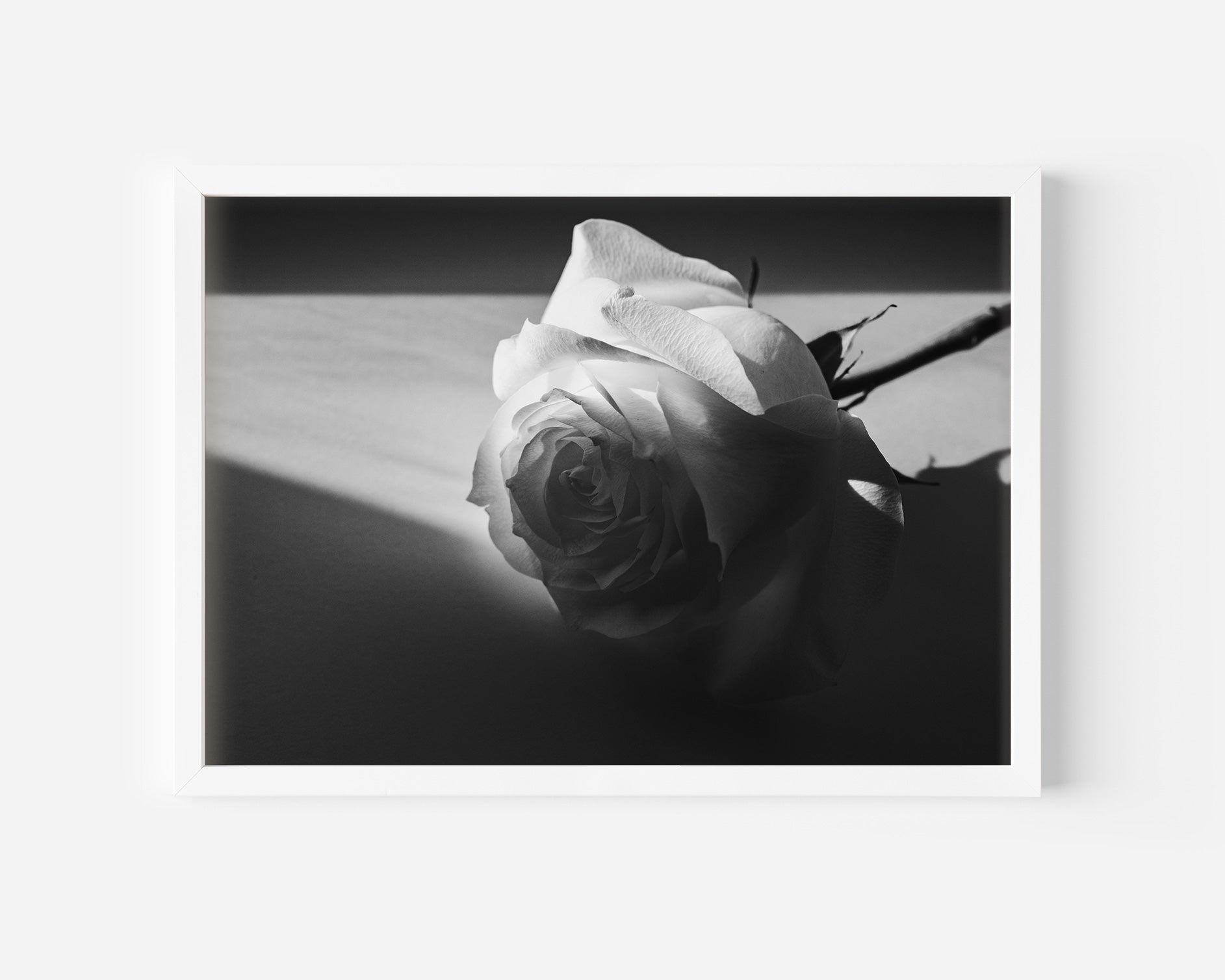 Soft as Shadow • Rose Black and White Fine Art Print