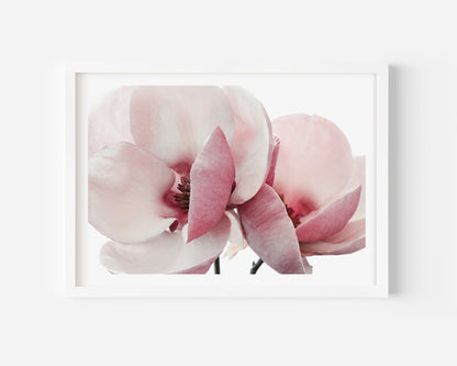 Pink and white magnolia flower photographic art print